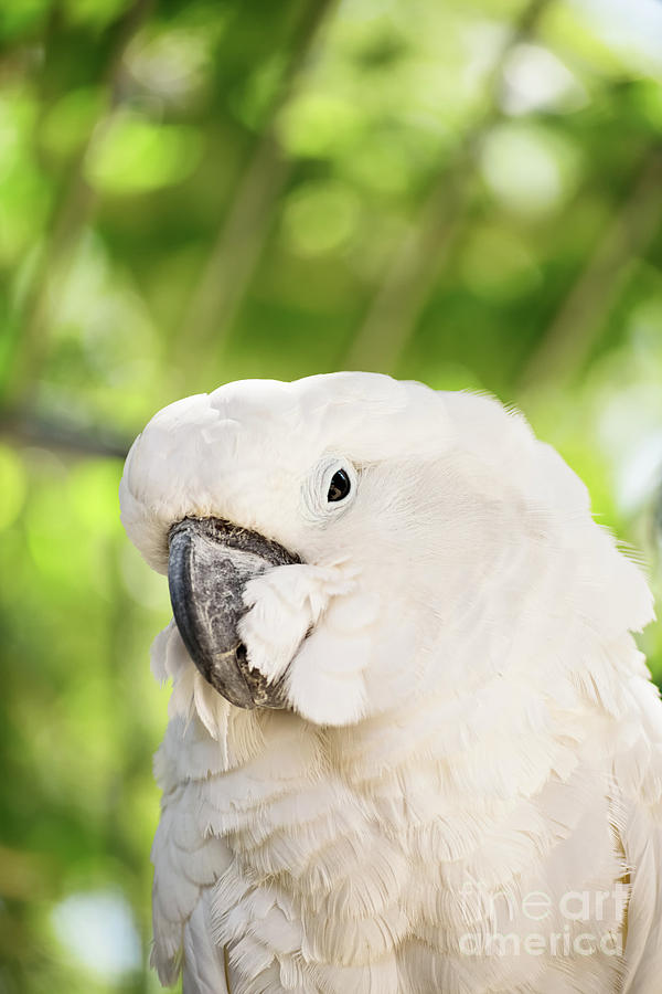White parrot Photograph by Mendelex Photography
