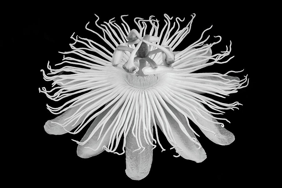White Passion Flower Photograph by Elvira Peretsman