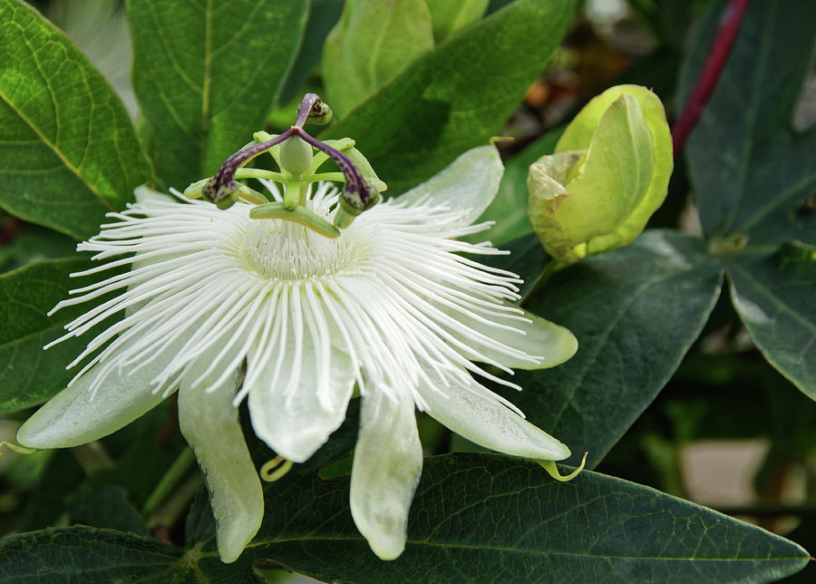 White Passion Flower Photograph by Jeff Townsend