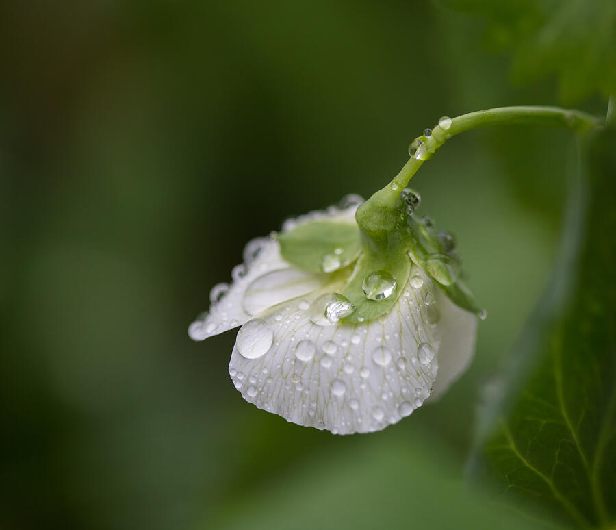 White pea flower with rain drops Photograph by © Helen Lawson