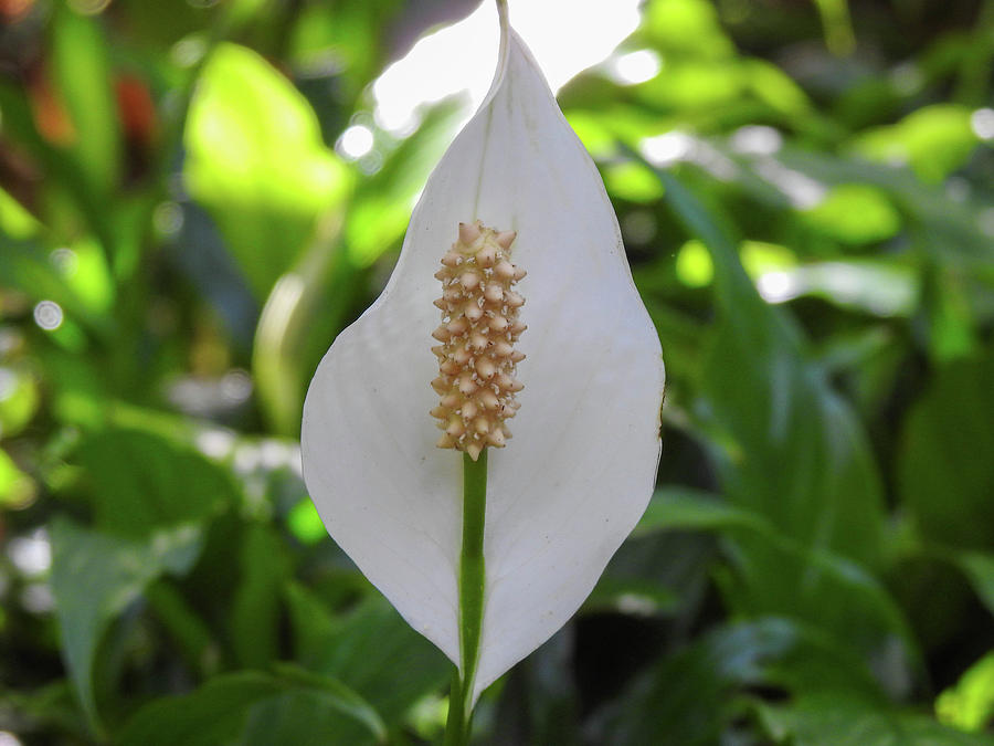 White Peace lily Photograph by Lisa Crawford - Fine Art America