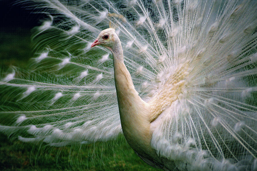 White Peacock Photograph by Bonnie Colgan