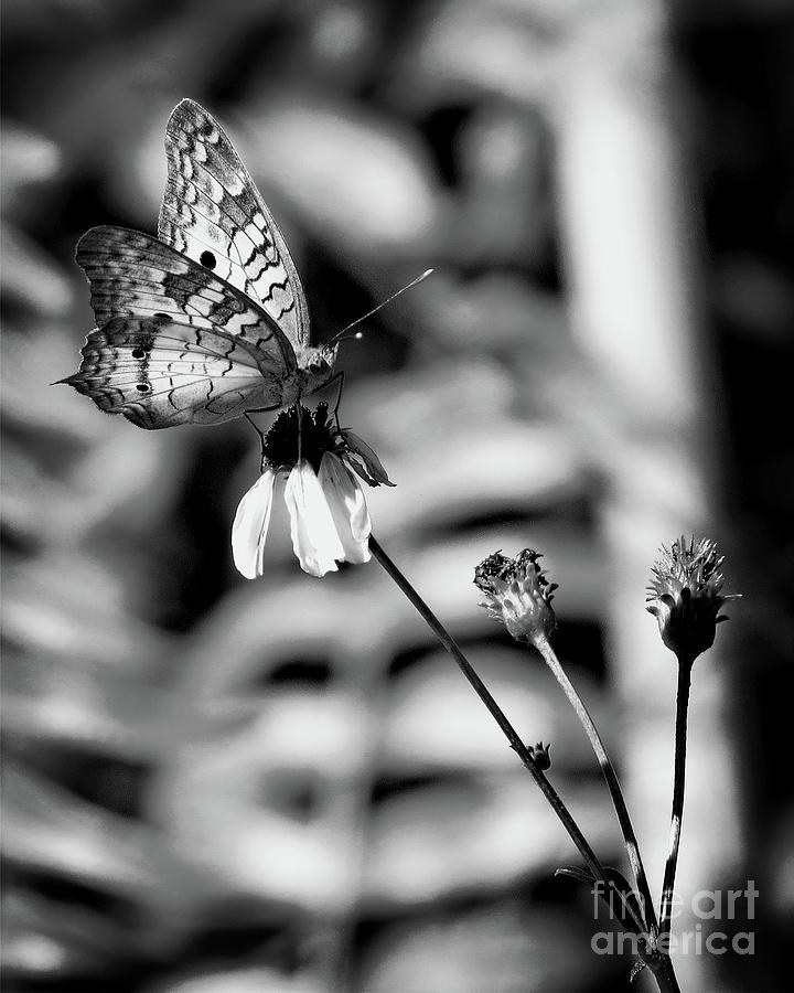 White Peacock Butterfly I - BW Photograph by Chris Andruskiewicz