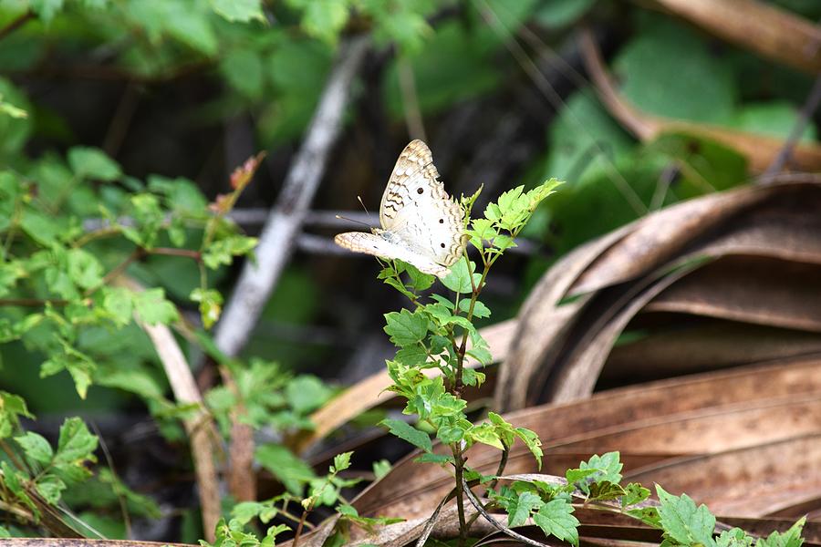 White Peacock Butterfly Photograph By Jessica Murphy Fine Art America 0727