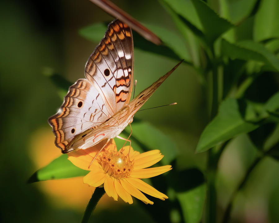White Peacock Butterfly on Flower Photograph by Mark Andrew Thomas