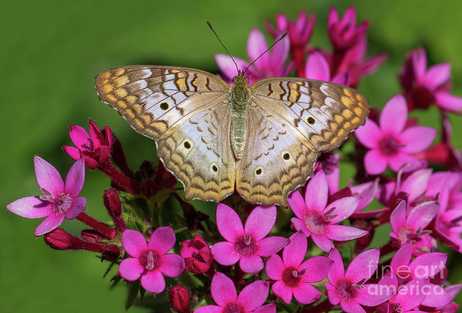 White Peacock Butterfly on Pink Flowers Photograph by Mimi Ditchie