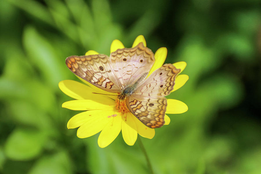 White Peacock Butterfly on Yellow Daisy Photograph by Dawn Richards