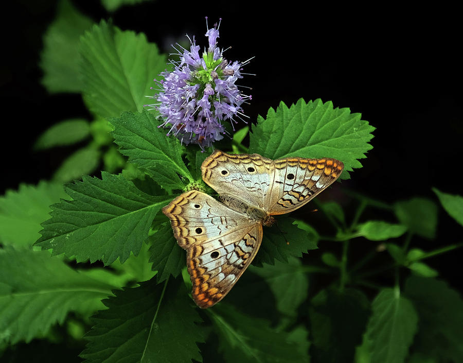 White Peacock Butterfly Photograph By Ronda Ryan Fine Art America 8685