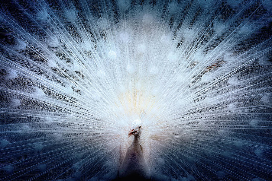 White Peacock Photograph by Carl H Payne