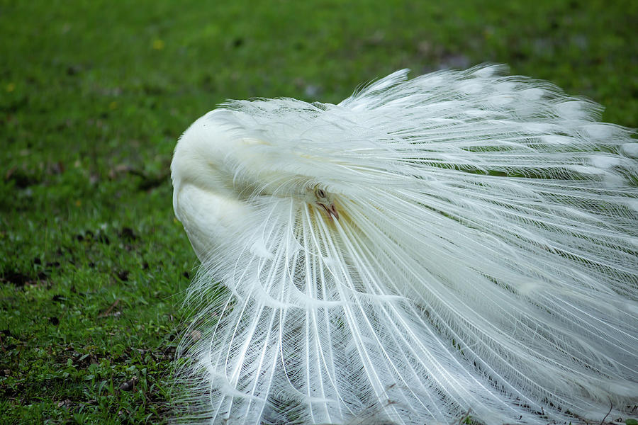 White Peacock Photograph by Cindy Robinson