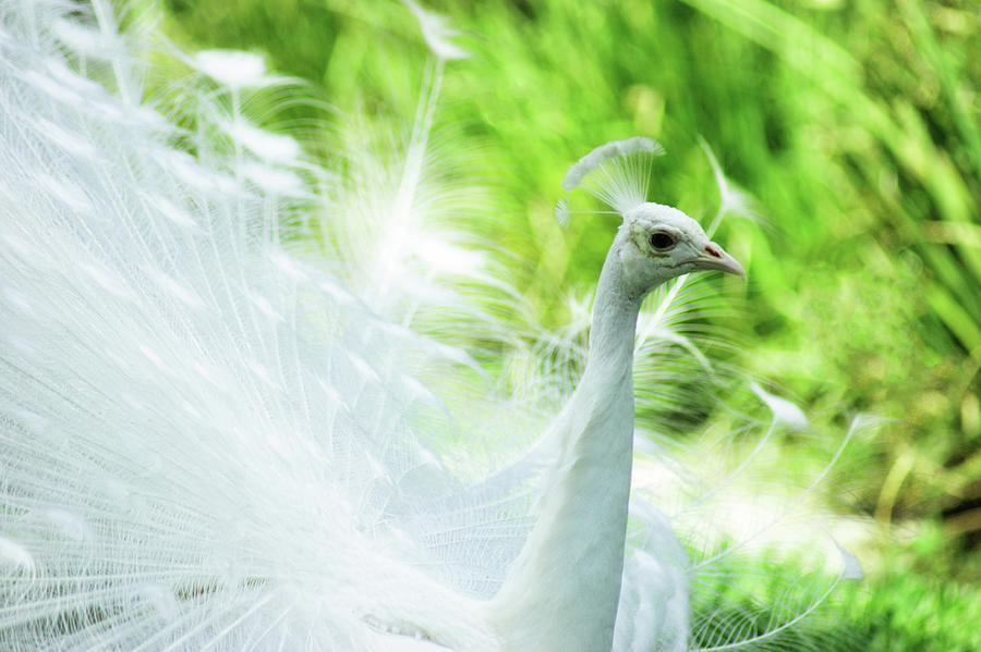 White Peacock Close Up Photograph