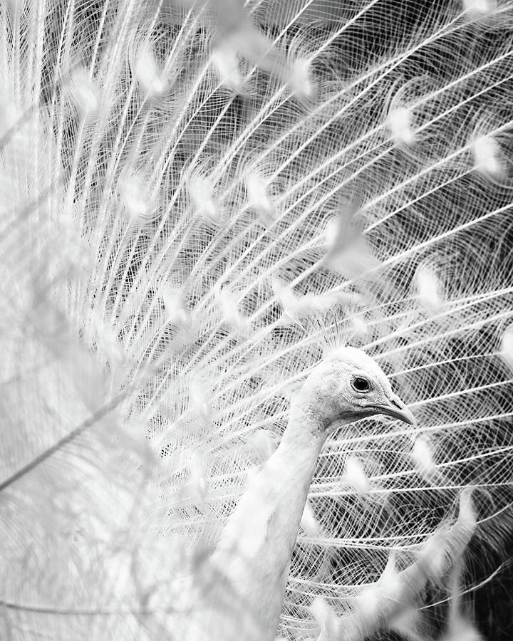 White Peacock Photograph by Elvira Peretsman