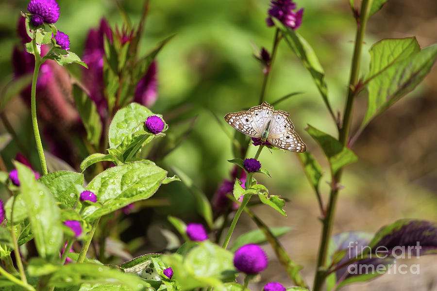 Butterfly Photograph - White Peacock by Eva Lechner