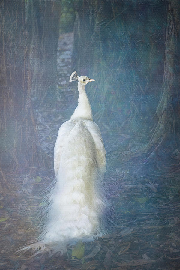White Peacock Fairyland Forest Photograph