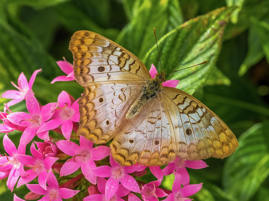 White Peacock Photograph