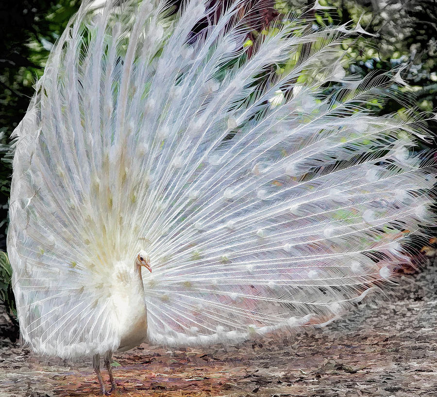 White Peacock Digital Art By Lonestar North