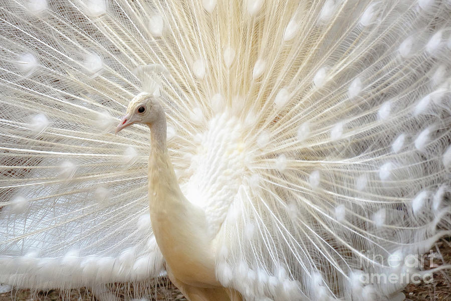 White Peacock Photograph by Nilesh Bhange