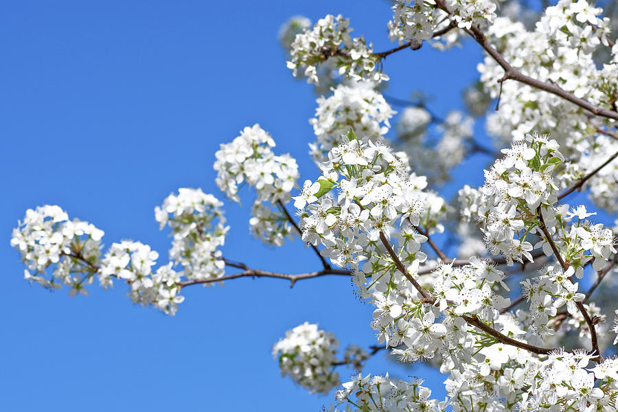 White Pear Blossoms in Spring on Blue Photograph by Darryl Brooks