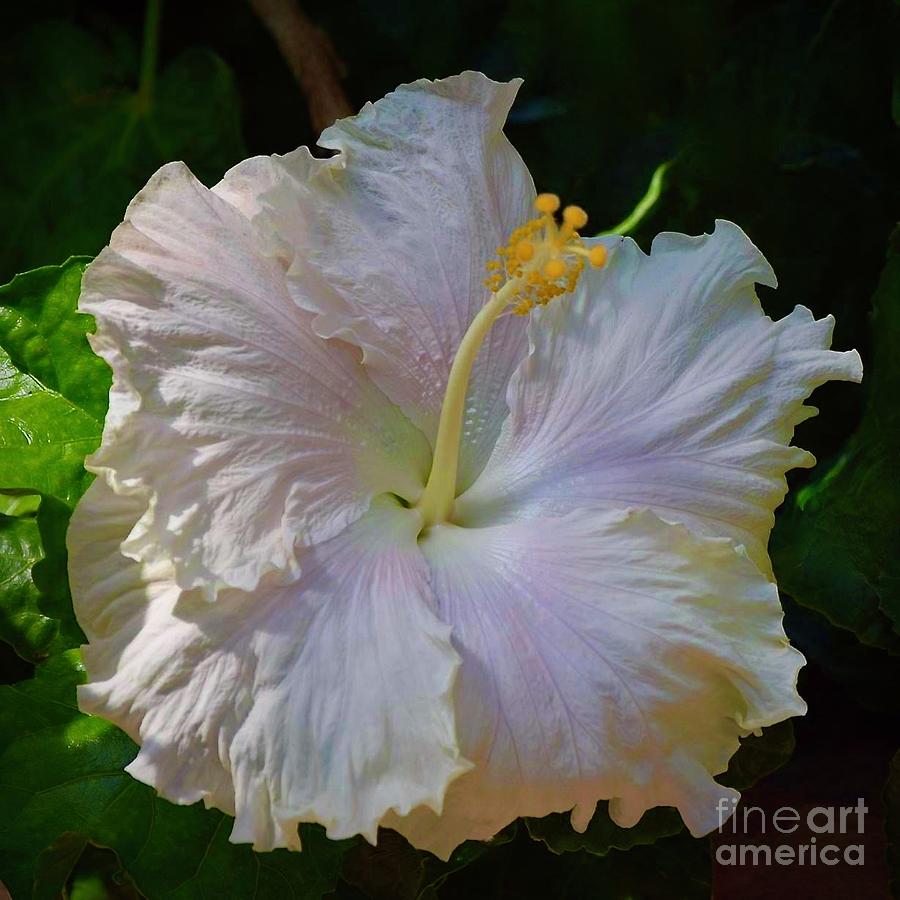 White Pearl Hibiscus  Photograph by Jeannie Rhode