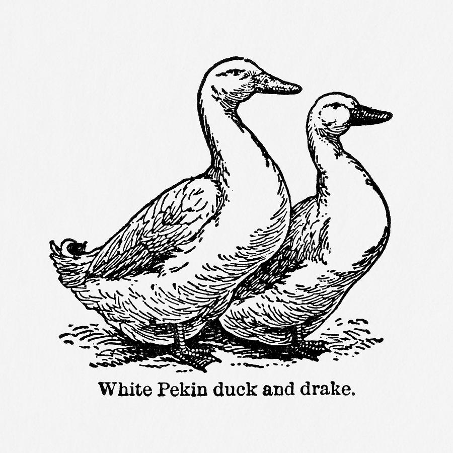 White Pekin Duck and Dark - Vintage Farm Illustration - The Open Door ...