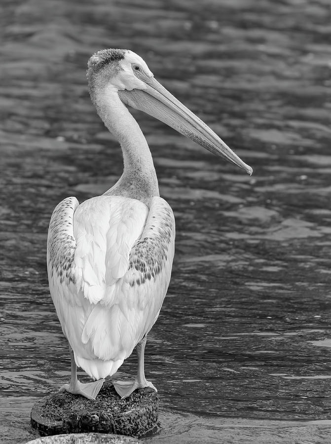White Pelican 2022-1 Black and White Photograph by Thomas Young