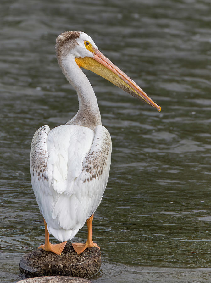 White Pelican 2022-2 Photograph by Thomas Young