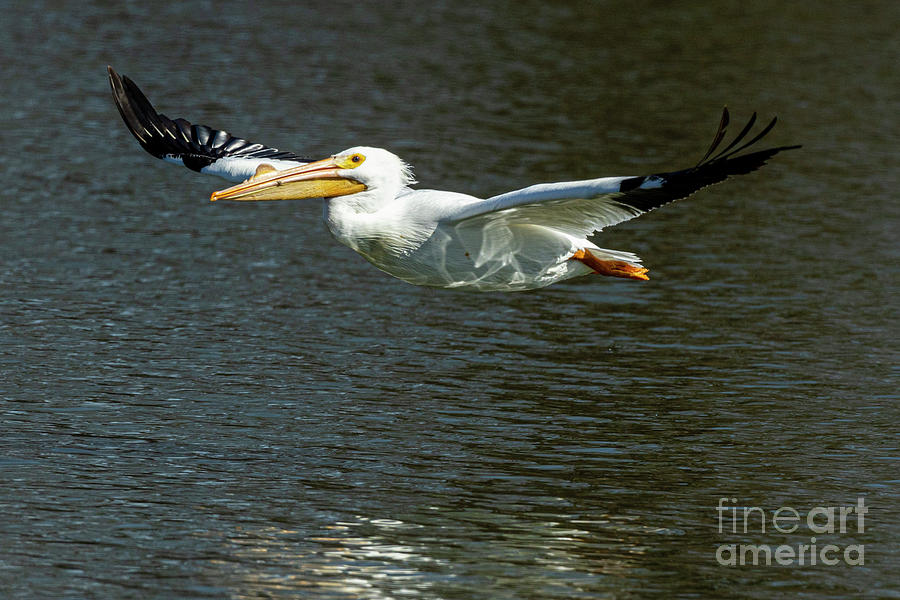 White Pelican A1R5581 Photograph by Alan Look
