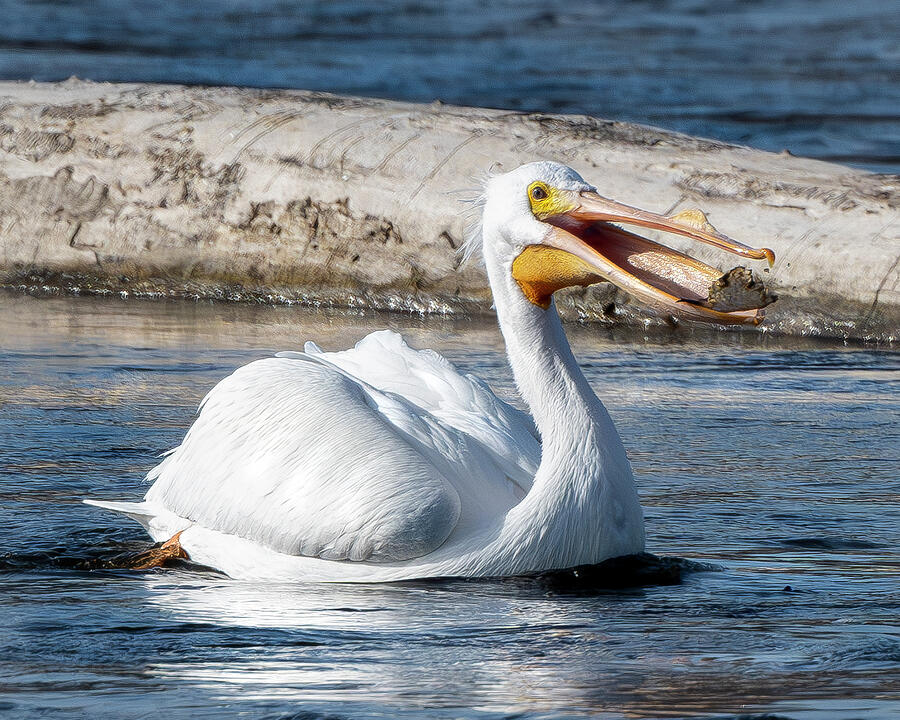 White Pelican Photograph by Alan Moore