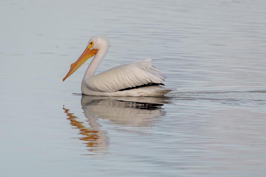 White Pelican and Reflection Photograph by Bradford Martin