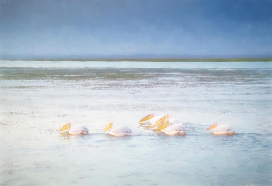 White Pelican Art Photograph