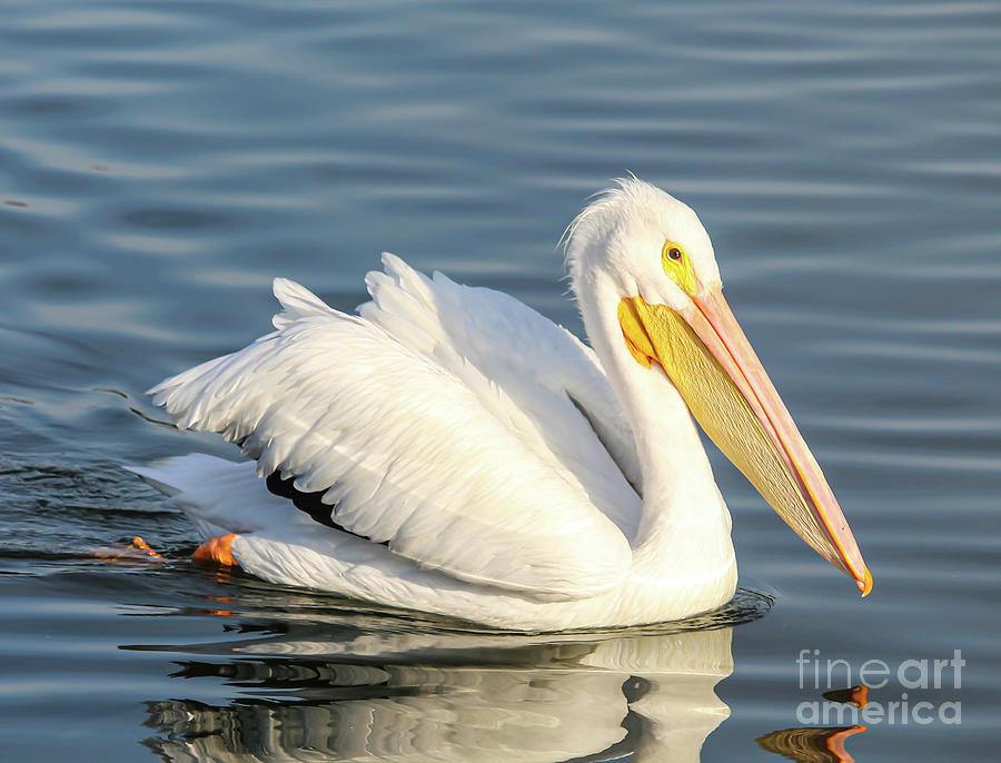 White Pelican Beauty Photograph by Joanne Carey