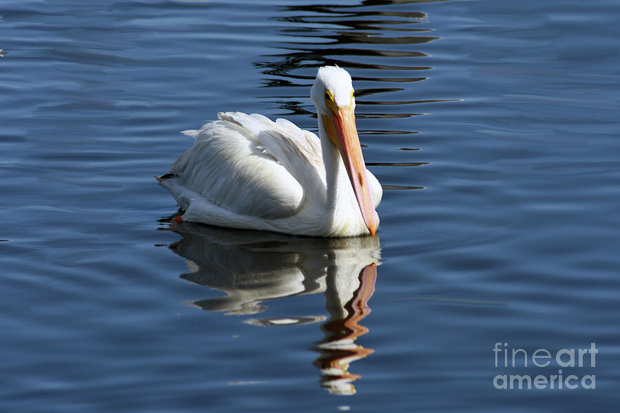 Feather Photograph - White Pelican by Brenda Harle
