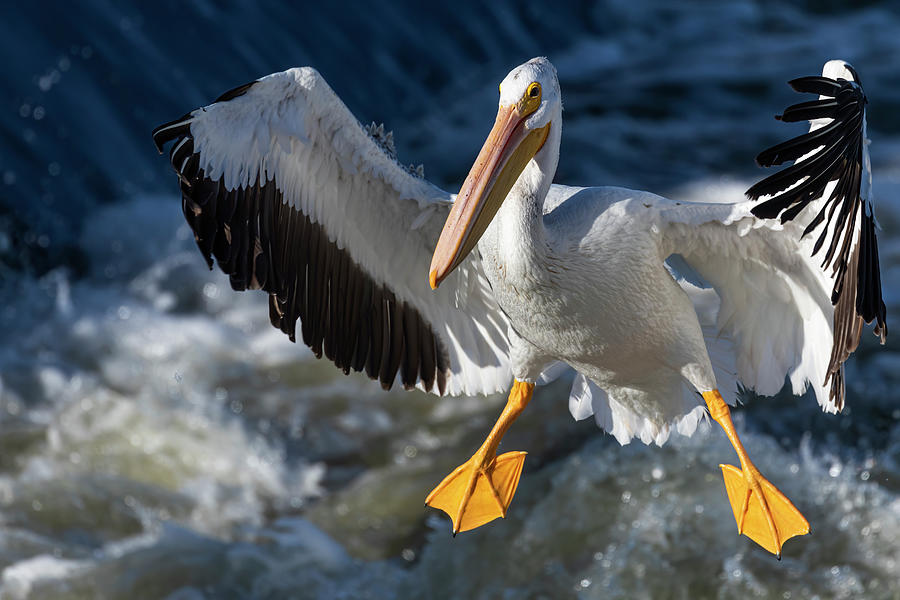White Pelican Coming In For A Landing 2020-1 Photograph by Thomas Young