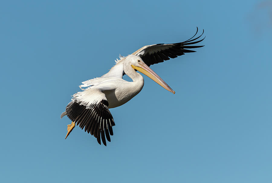White Pelican Coming In For A Landing 2020-2 Photograph by Thomas Young