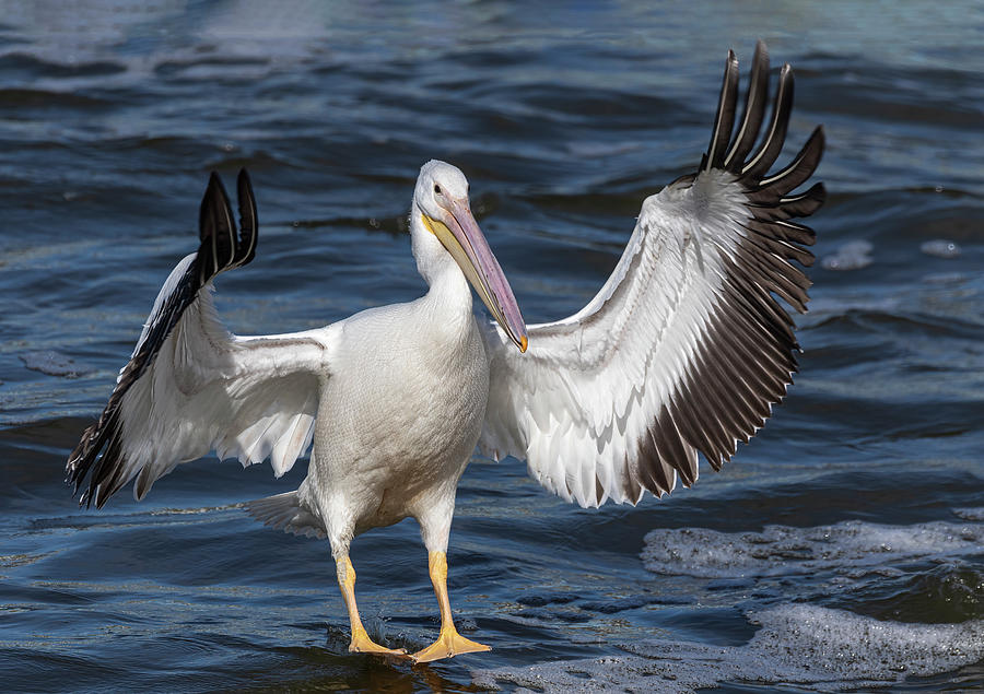 White Pelican Coming In For A Landing 2020-3 Photograph by Thomas Young