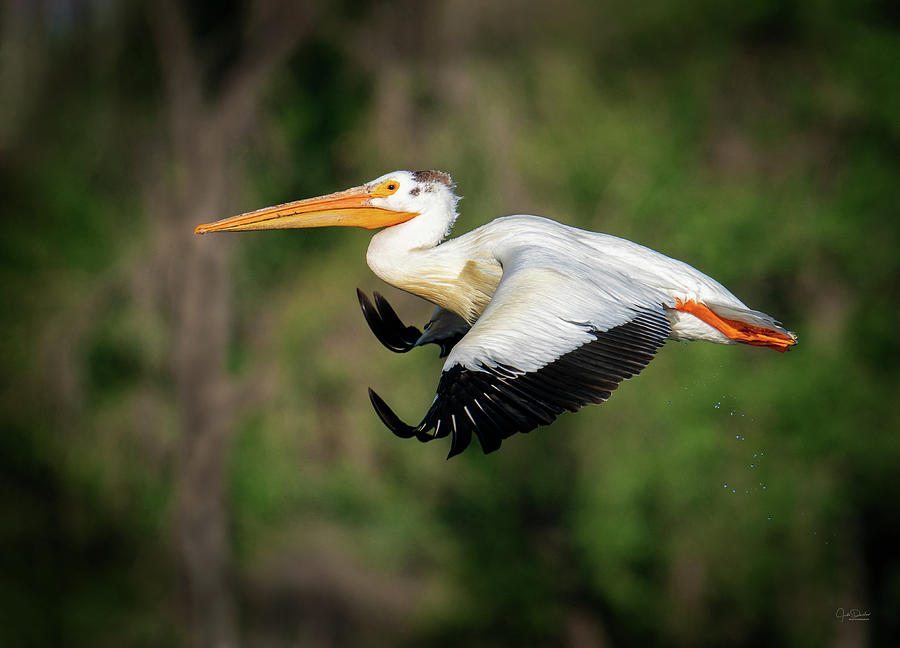 White Pelican Flight Photograph by Judi Dressler