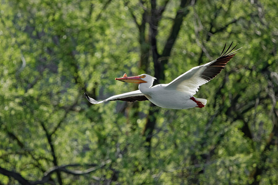 White Pelican Flight Photograph by Laurel Gale - Fine Art America