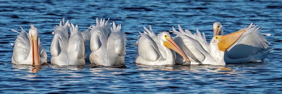 White Pelican Flock Photograph by Bradford Martin