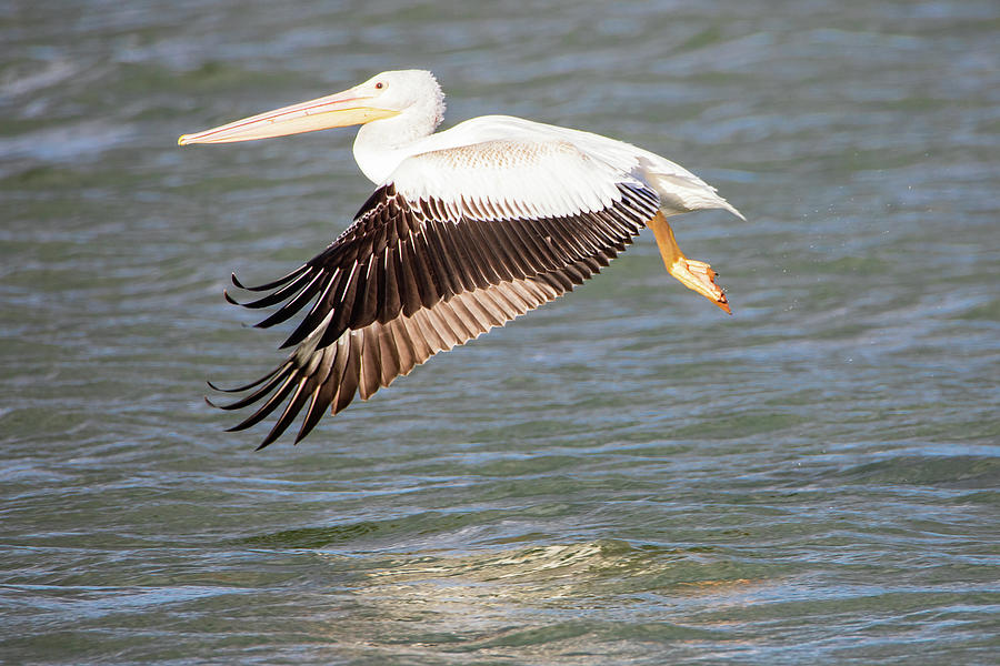 Nature Photograph - White Pelican Flying Low by Mike Lee