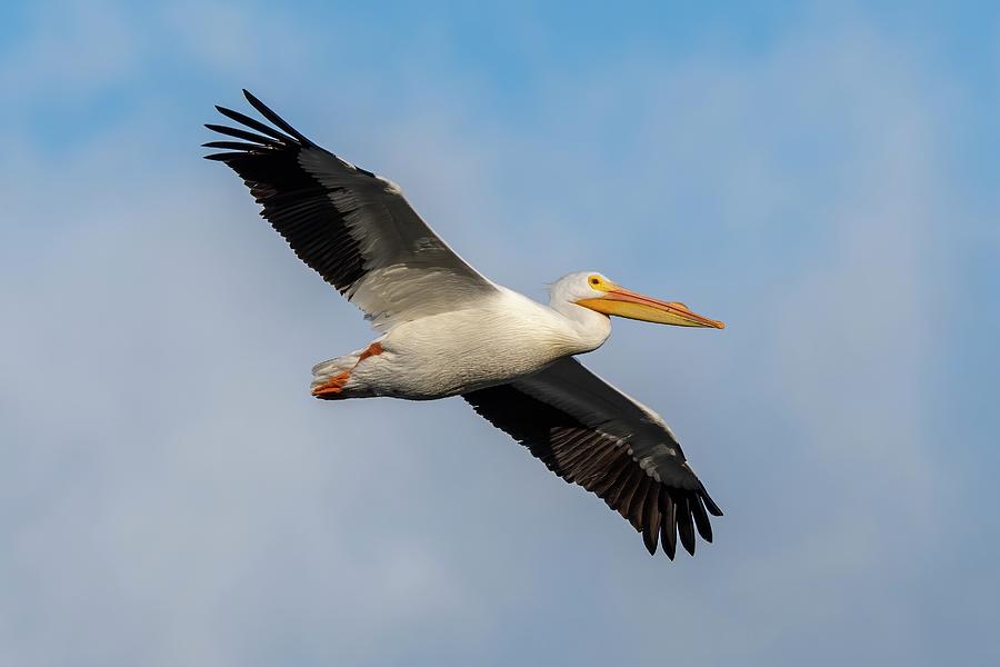 White Pelican in Flight Photograph by Bradford Martin