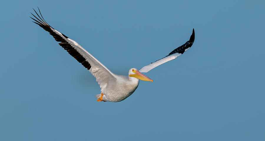 White Pelican in Flight Photograph by Gary Langley