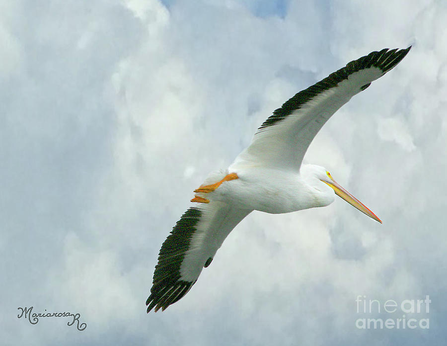 White Pelican in Flight Photograph by Mariarosa Rockefeller