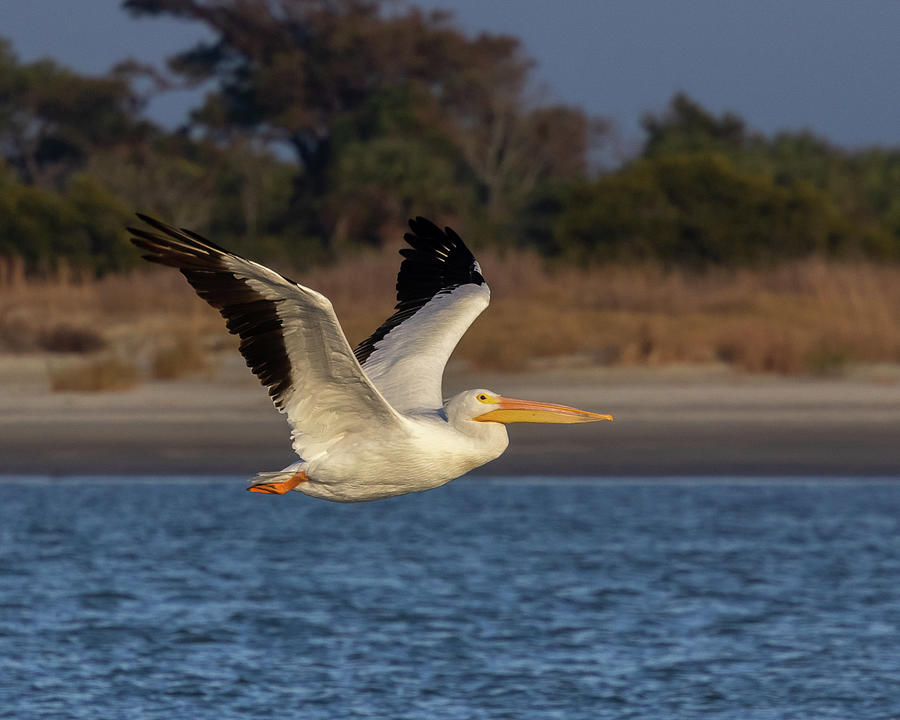 White Pelican in Flight Photograph by Patricia Schaefer