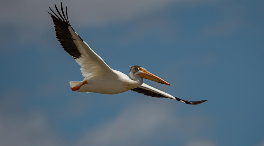 White Pelican in Flight Photograph by Rick Mosher