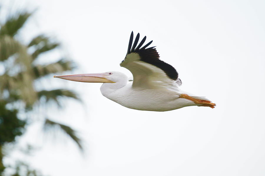 White Pelican In Flight Photograph