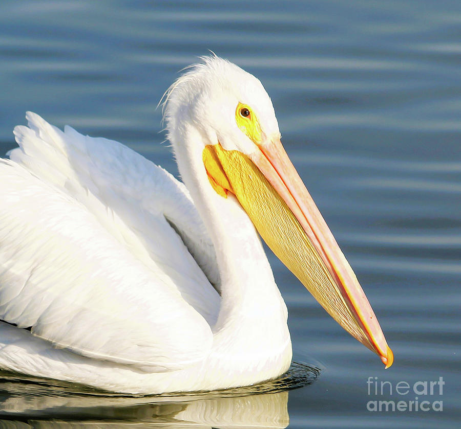 White Pelican Photograph by Joanne Carey