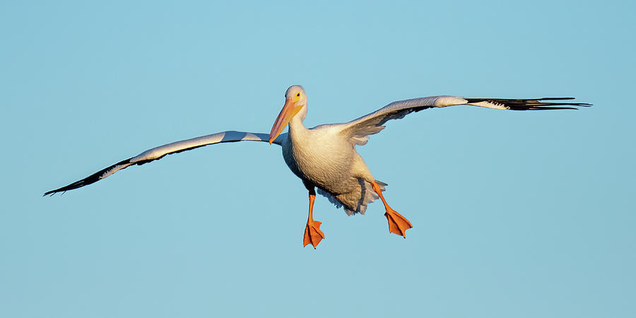 White Pelican Landing Position Photograph by Bradford Martin