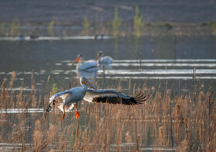 White Pelican Landing Photograph by Rick Mosher