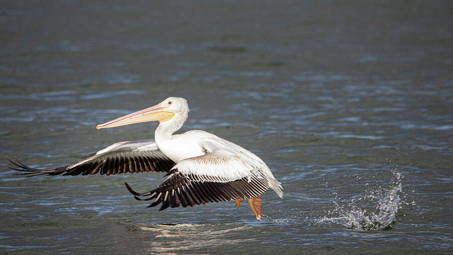 White Pelican Lift Off Photograph by Mike Lee