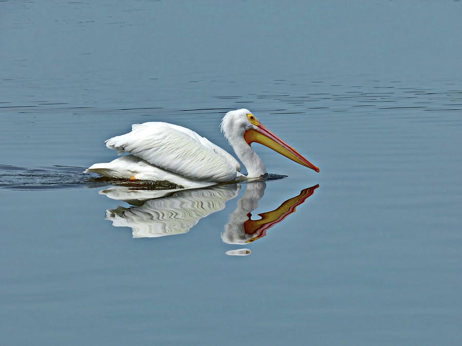 White Pelican Photograph by Lyuba Filatova